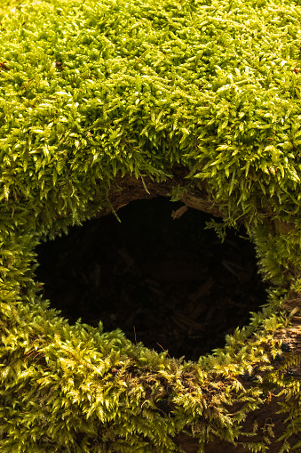Hole in a tree with green moss