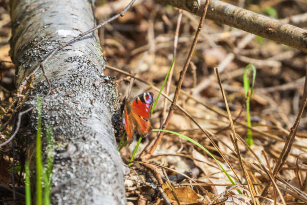 Side view macro close-up of a single yellow-edged giant owl butterfly (Caligo atreus) sitting against wood