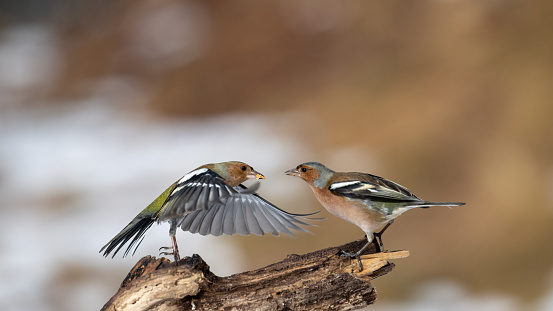 Two finches fight over food