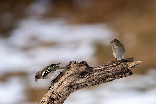 two chaffinches in winter. Male on the left, female on the right