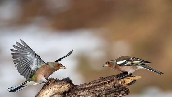 Two finches fight over food