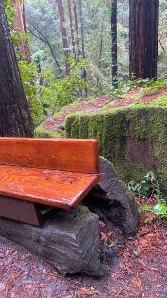 istock Wooden bench in the forest part 1959396078