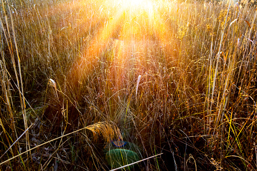 Autumn river marsh grass in rays of autumn sun - beautiful gentle natural background