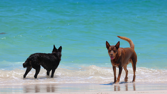 A black and brown dog plays in the shallow water of a turquoise colored tropical sea.  At some stage the brown dog shakes himself dry.