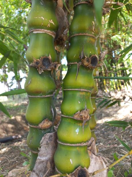 istock Bambusa ventricosa 1959441473