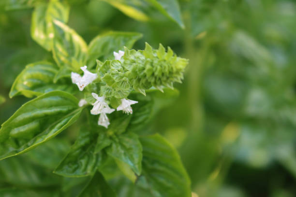 Basil plant in bloom with little white flower on a sunny day. Ocimum basilicum on selective focus