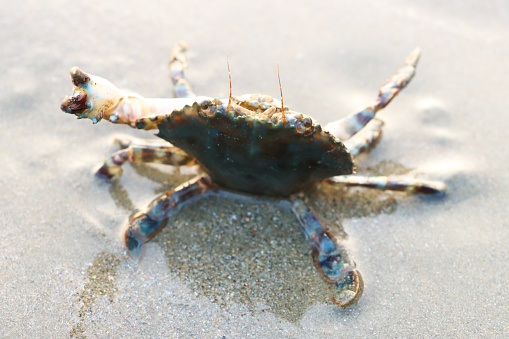 You can see a swimming crab stranded on the beach of a German North Sea island.