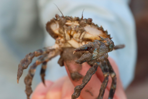 Stock photo showing close-up view of small sand crab being held by an unrecognisable person on a beach.
