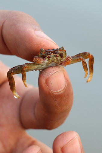 Stock photo showing small sand crab being held by an unrecognisable person on a beach.