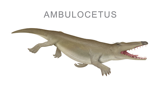 Ambulocetus (meaning 