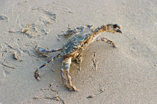 crab running over the sand and mussels at the beach in egypt