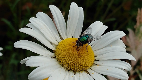 A bue fly on a daisy flower surrounded by green plants