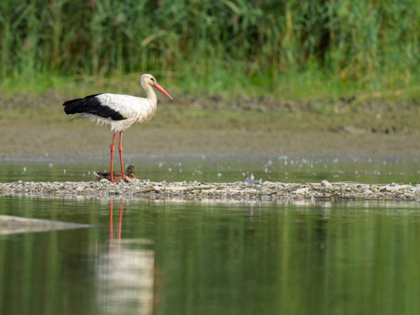 istock A White Stork standing near a pond 1959478037