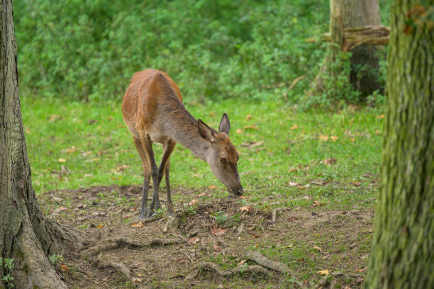 Portrait of a red deer in a park, cloudy day in autumn (Austria)