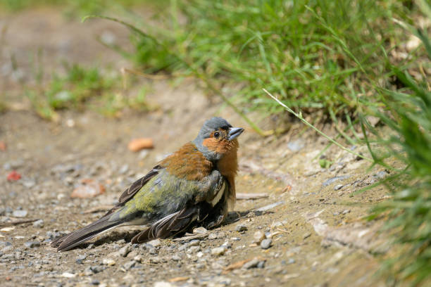 istock A male Common Chaffinch standing on the ground 1959482790