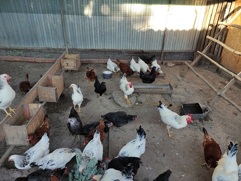 Chickens on farm peck fresh vegetables