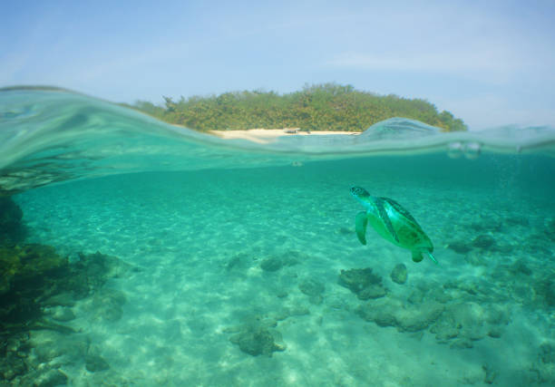 a sea turtle swimming on a reef