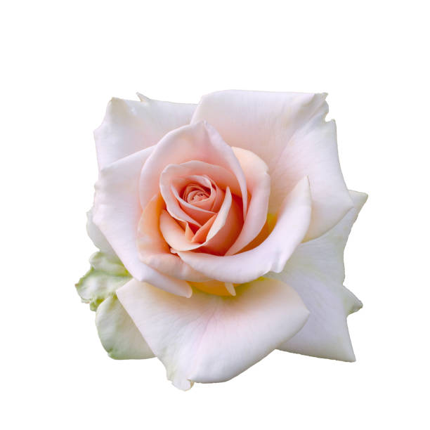 Fresh beautiful pink rose isolated on a white background. Detail for creating a collage