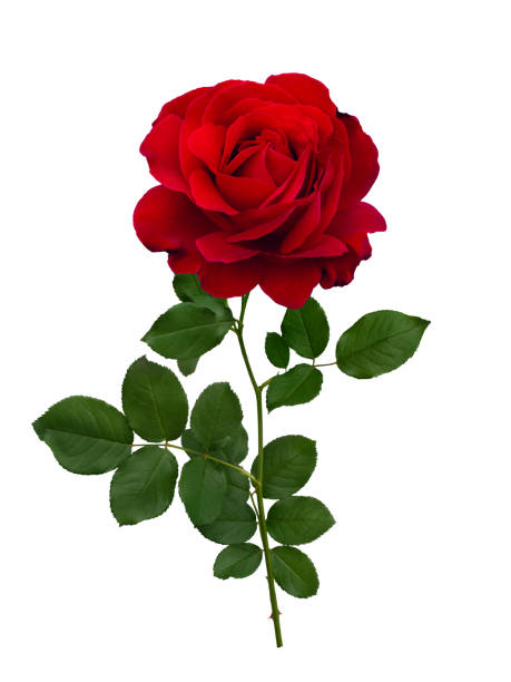 istock Dark red rose with green leaves isolated on white 1959505947