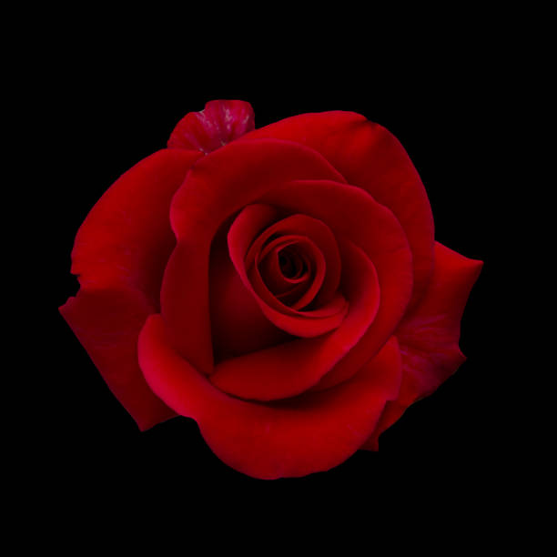 Single Bright red rose is on black background. Detail for creating a collage
