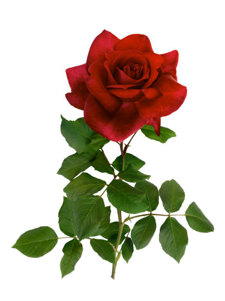 istock Dark red rose with green leaves isolated on white 1959508681