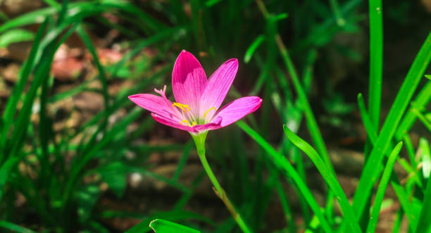 Aesthetic close up of Zephyranthes grandiflora flowers or Zephyranthes minuta, Fairy Lily, Rain Lily, Zephyr Flower in the garden. Purple wild lilies grow wild in the yard Aesthetic close up of Zephyranthes grandiflora flowers or Zephyranthes minuta, Fairy Lily, Rain Lily, Zephyr Flower in the garden. Purple wild lilies grow wild in the yard zephyranthes rosea stock pictures, royalty-free photos & images