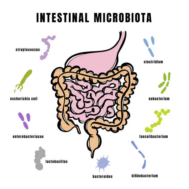 Vector illustration of INTESTINAL MICROBIOTA OF THE HUMAN Medicine Illustration