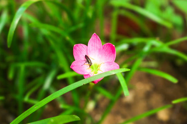 Aesthetic close up of Zephyranthes grandiflora flowers or Zephyranthes minuta, Fairy Lily, Rain Lily, Zephyr Flower in the garden. Purple wild lilies grow wild in the yard Aesthetic close up of Zephyranthes grandiflora flowers or Zephyranthes minuta, Fairy Lily, Rain Lily, Zephyr Flower in the garden. Purple wild lilies grow wild in the yard zephyranthes rosea stock pictures, royalty-free photos & images