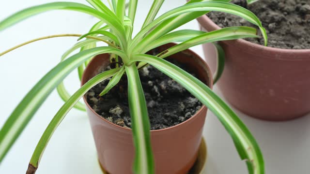 Caring for a house plant. Removing dry leaves from a green house plant. Selective focus
