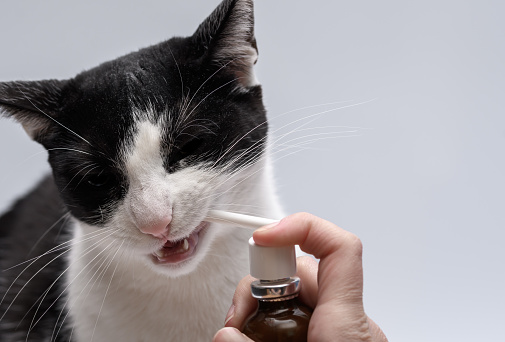 Applying a tartar remover to your cat