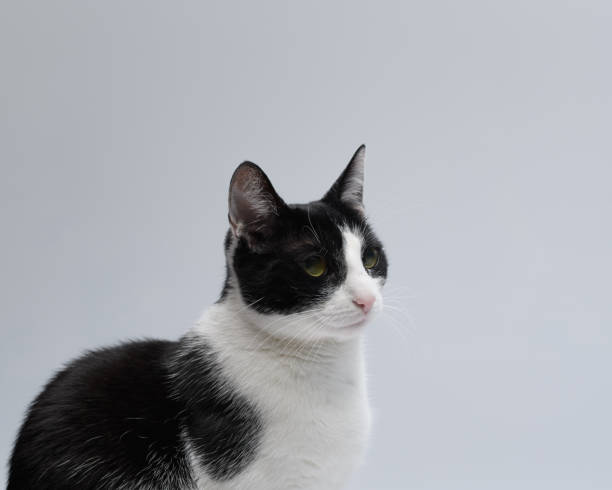 istock Black and white cat posing on a white background 1959546043