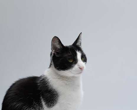 Black and white cat posing on a white background
