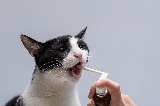 Cat and oral health, spray dental fluid into the open mouth of the cat isolated