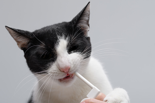 Cat and oral health, spray dental fluid into the open mouth of the cat isolated