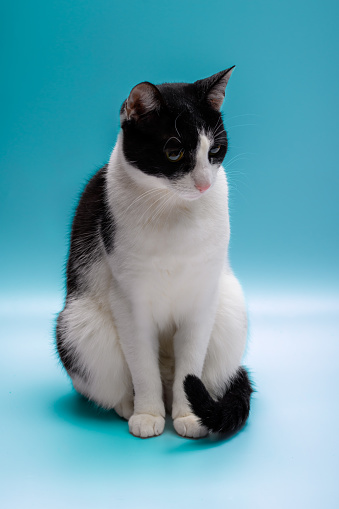 Sad polite black and white cat sits with its tail tucked, blue background