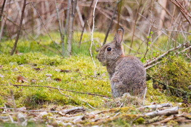 istock European rabbit (Oryctolagus cuniculus) in the Netherlands 1959559055