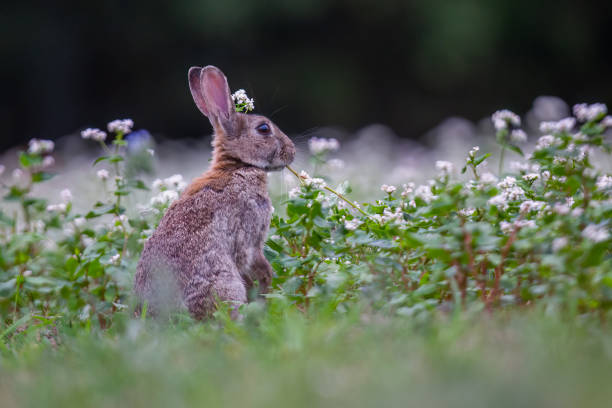 istock European rabbit (Oryctolagus cuniculus) in the Netherlands 1959559056