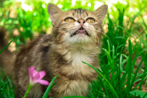 Close-up of a cat in a garden of wild lilies Zephyranthes grandiflora. Maine coon kitten posing beautifully in a yard full of flowers and grass