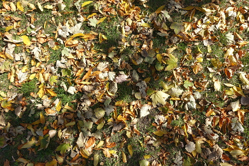 Colorful fallen leaves in the grass in October