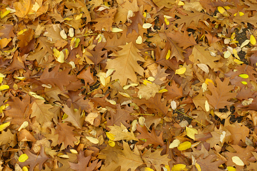 Ground covered with brown fallen leaves of northern red oak in November