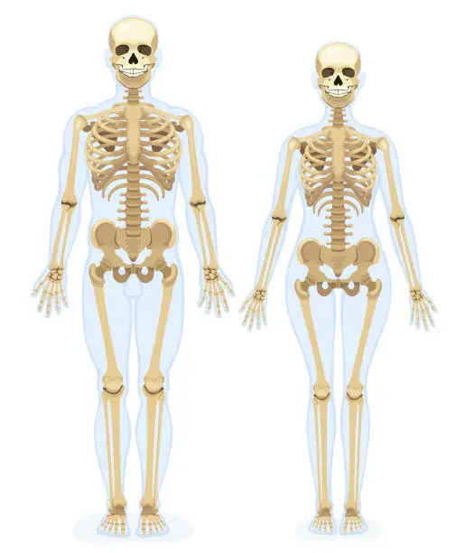 Vector illustration of Human skeleton. Front view. Male and Female Skeleton.