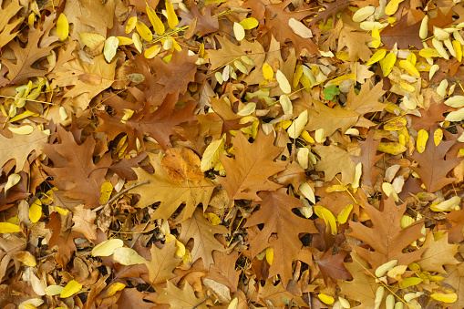 Top view of brown fallen leaves of northern red oak in November
