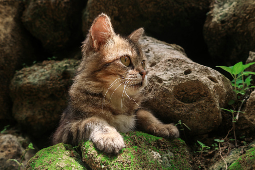 Purebred Maine Coon kitten sitting on a rock playing in nature
