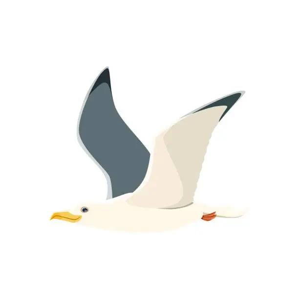 Vector illustration of Cartoon seagull, vector graceful and agile bird