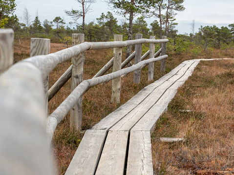 Each step echoes tales of this mystical marsh, where the wooden path guides seekers through nature's intricate canvas.