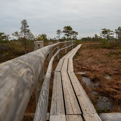 Venture through the marsh's embrace, where the wooden trail whispers tales of the swamp's ancient tranquility.