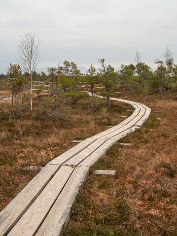 Experience the magic of the swamp on this aged wooden path, where nature's quiet whispers echo through the marshland.