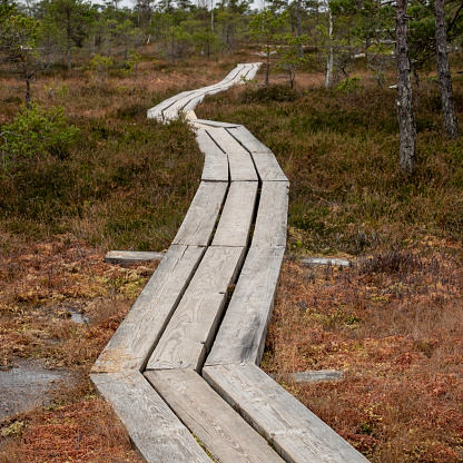 Step onto this timbered pathway, a bridge between worlds where the swamp's essence meets the footprints of wanderers.