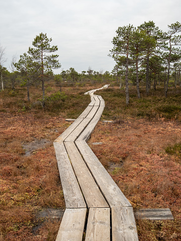 Embark on a journey through the whispers of the marsh, guided by the creaking boards of this mystical wooden path.
