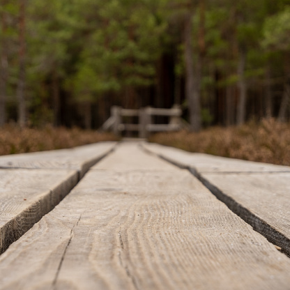 Tread softly on this aged pathway; each plank whispers tales of the marsh's timeless beauty and serene enigma.